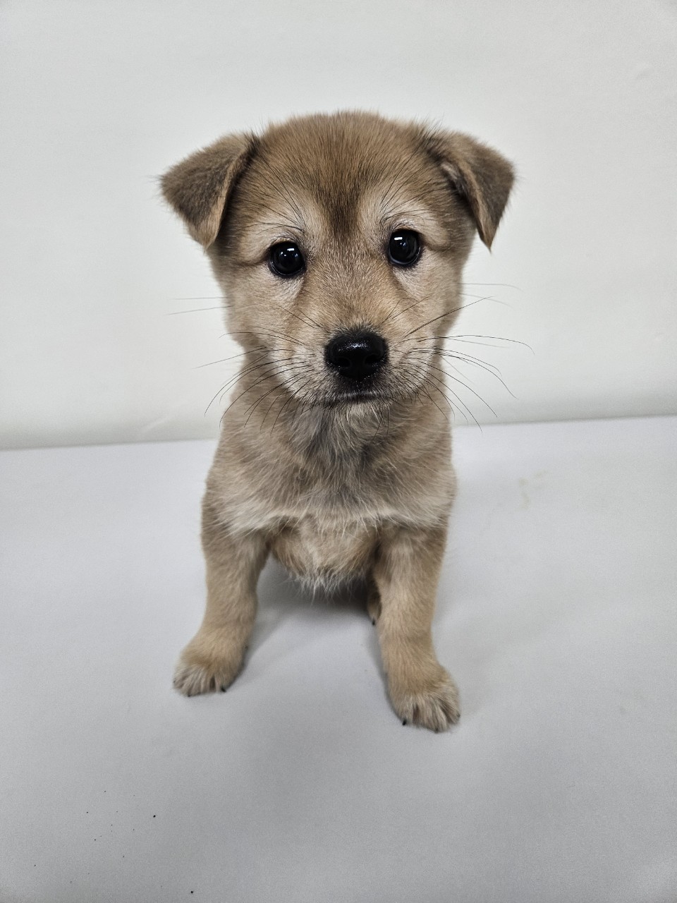 보호중 믹스견의 가…